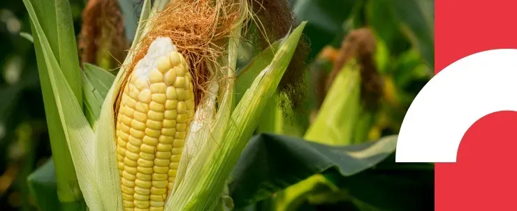instituciones internacionales que apoyan el sector agropecuario